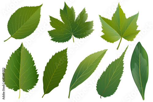 Summer, spring leaves set. Green flat icon. vector, Isolated on white