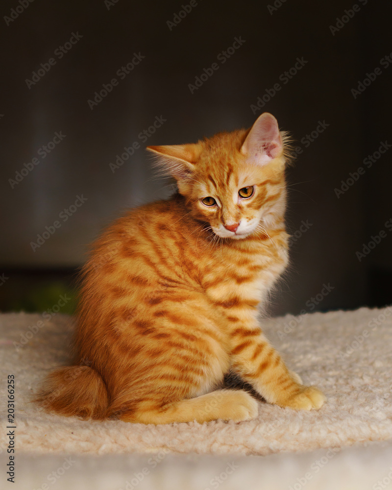 Lovely red thoroughbred kitten. Breed Kurilian Bobtail. Hypoallergenic breed of cats
