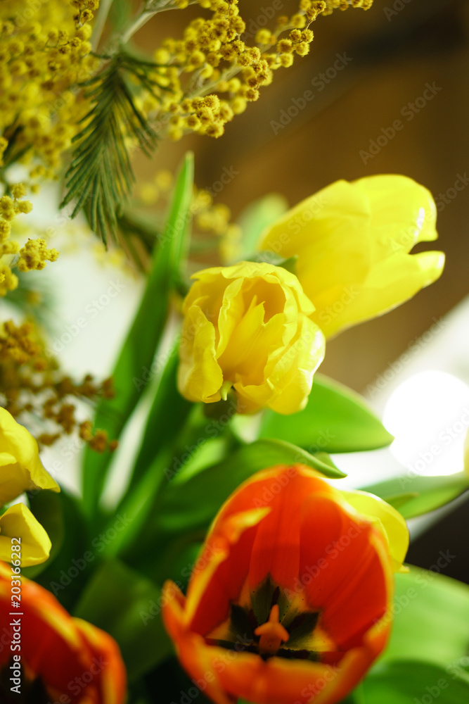 Bouquet of yellow and red tulips and mimosa close-up. Floral background. Spring mood. Bouquet of yellow and red tulips and mimosa close-up. Floral background. Spring mood.
