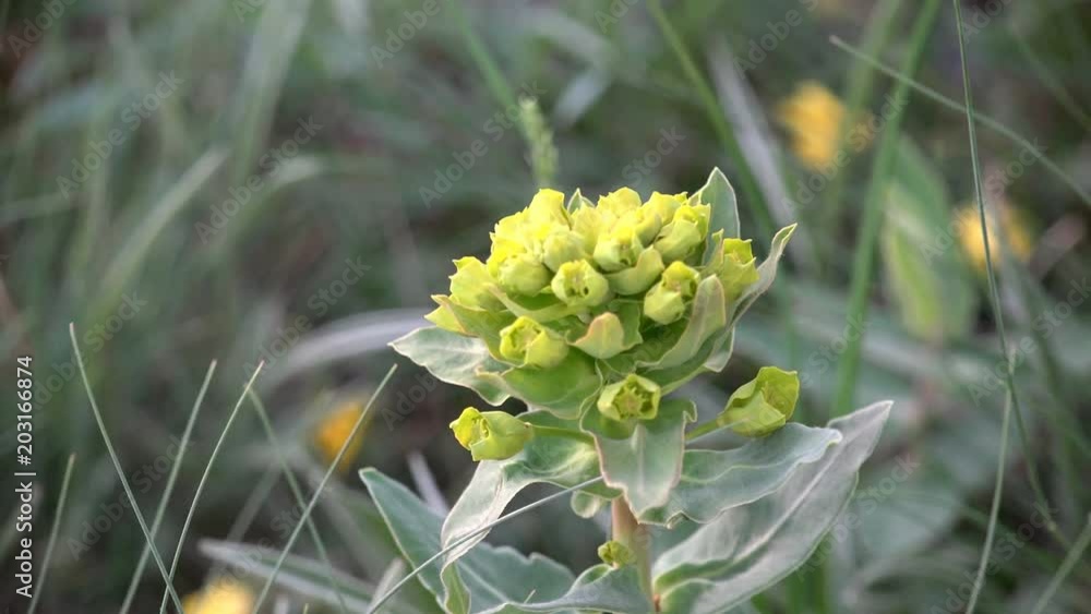 Yellow Flower Perennial Plant Euphorbia Esula Spurge in mountains and rocks strong summer wind Yellow Flower Perennial Plant Euphorbia Esula Spurge in mountains and rocks strong summer wind
