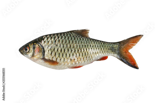 Tropical fish Siamese mud carp,small freshwater,asia isolated on white background