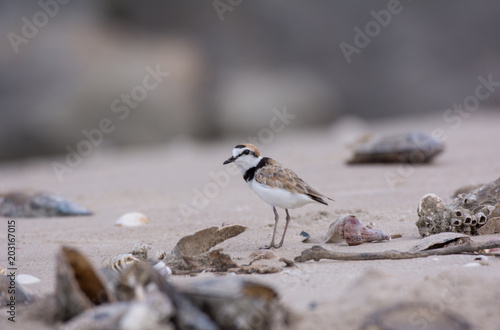 Malaysian plover, Birds are hatching eggs.