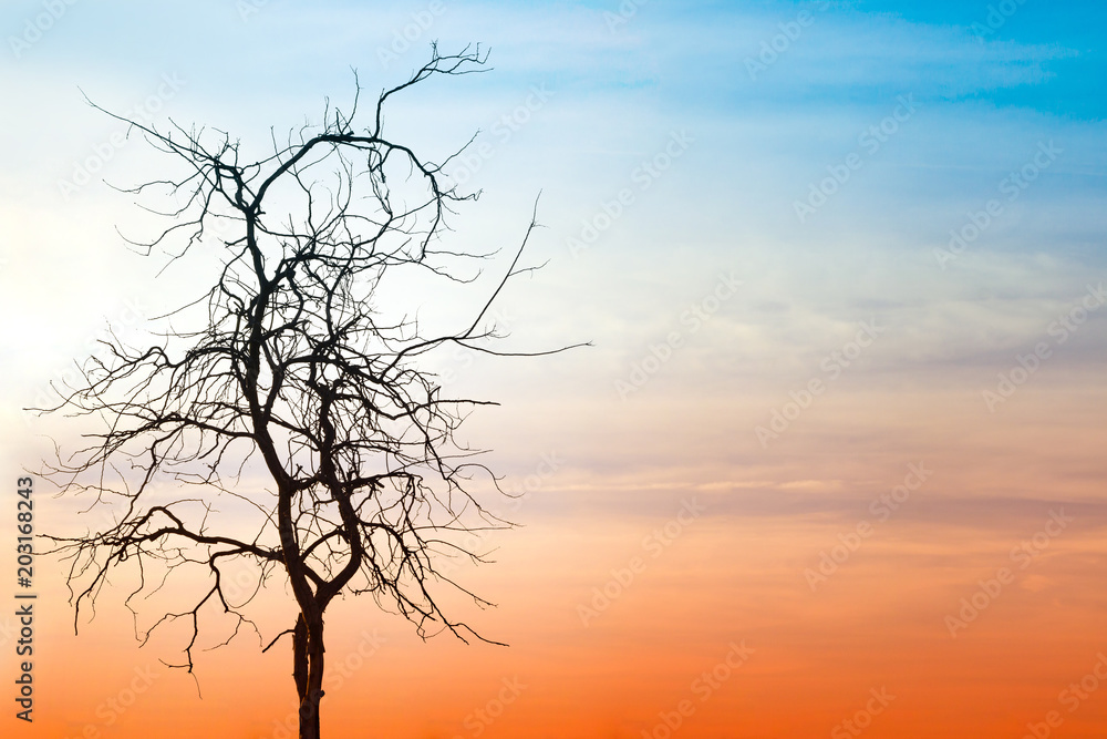 Dead tree on natural background blurring or warm colors and bright sun light. Dead tree on natural background blurring or warm colors and bright sun light.