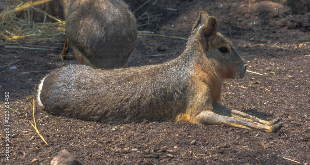 Fototapeta premium Earth Toned Fur on a Capybara Sitting on the Ground