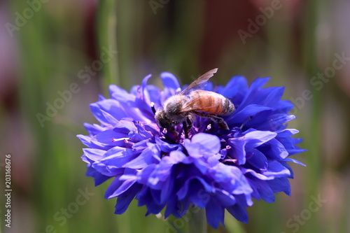 Centaurea cyanus & Haney bee photo