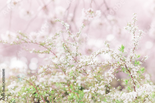 雪柳と桜 © Lienjp