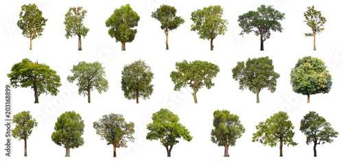 collections green tree isolated. green tree  isolated on white background.