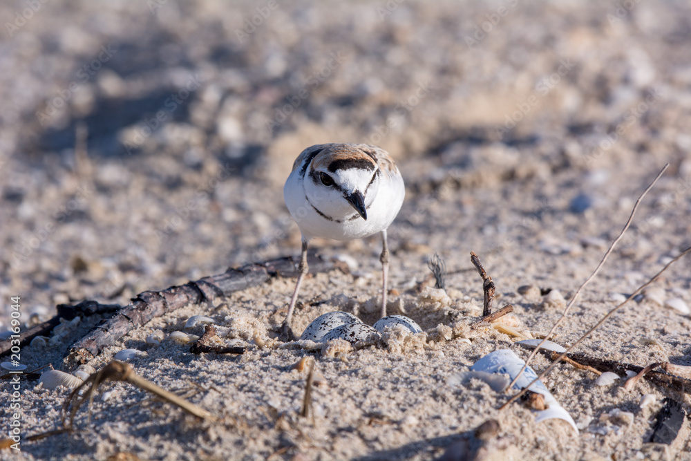 Malaysian plover, Birds are hatching eggs. Malaysian plover, Birds are hatching eggs.
