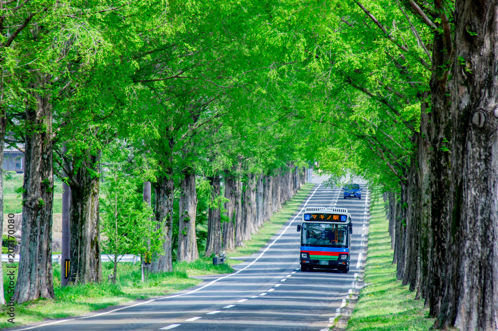 新緑の並木道を走るバス