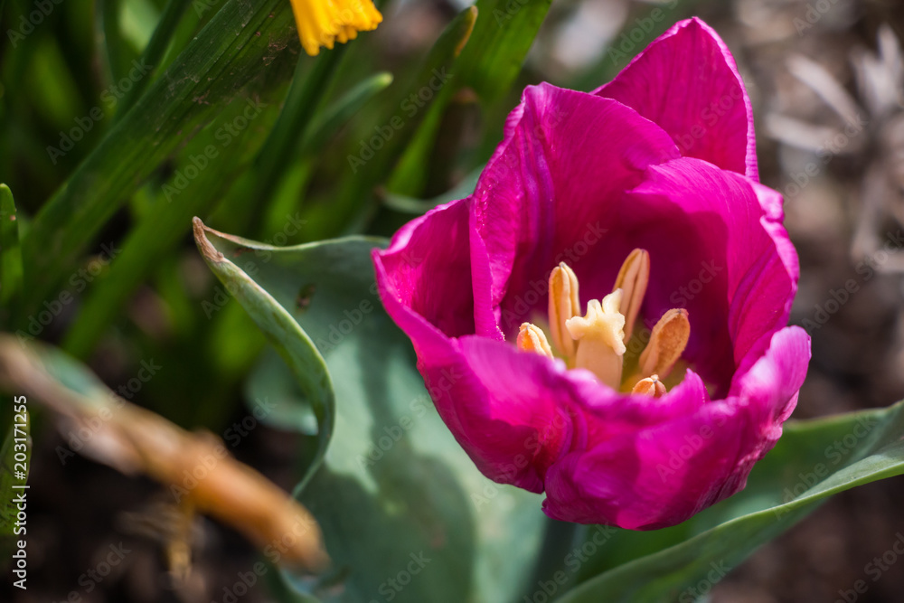 Fototapeta premium Spring is in the Air