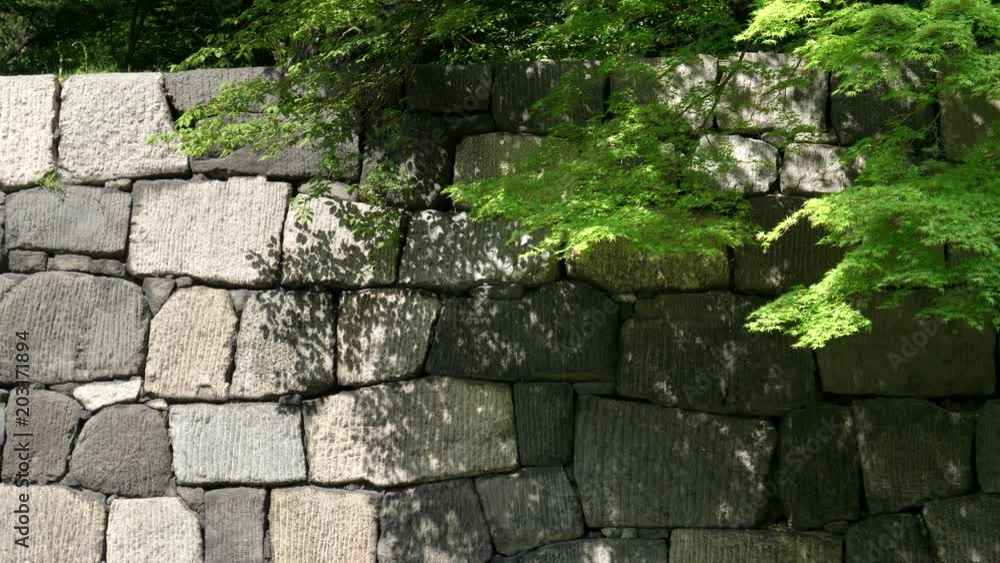 a close up of an ancient stone wall and a ginko tree at the imperial palace's east garden in tokyo, japan a close up of an ancient stone wall and a ginko tree at the imperial palace's east garden in tokyo, japan