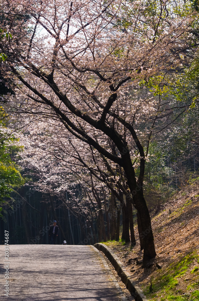 Fototapeta premium 桜並木