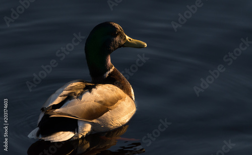 Maine, Penobscot River : Duck Looking Into The Sun