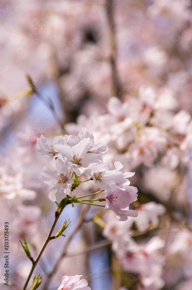 桜の花 桜の花