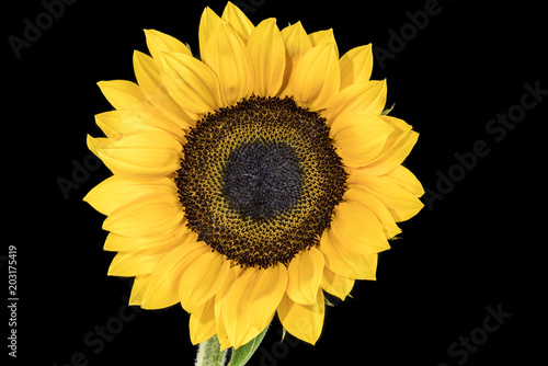 Sunflower with black background
