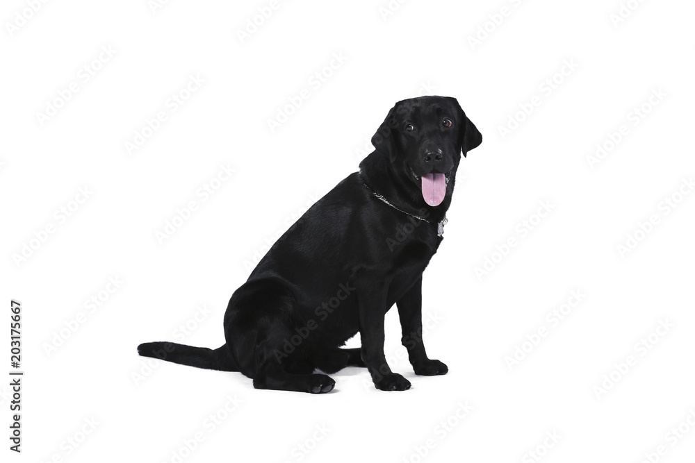 Black labrador retriever puppy 1 year old, sitting isolated on white background Black labrador retriever puppy 1 year old, sitting isolated on white background