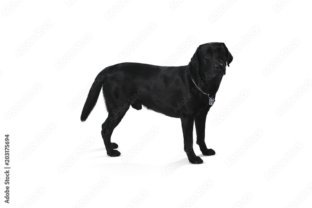 Obraz premium Black labrador retriever puppy 1 year old, standing isolated on white background
