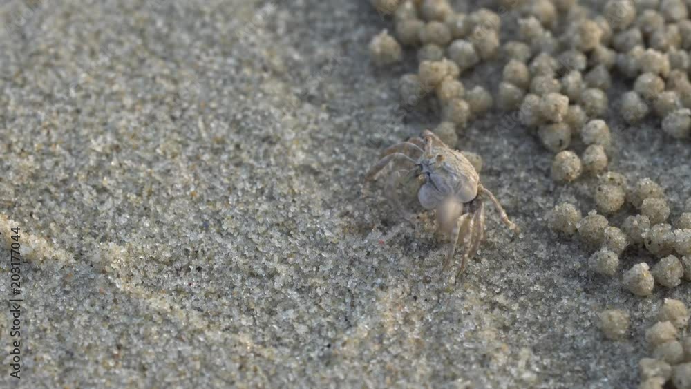 Soldier crab or Mictyris (Dotilla wichmani De Man). Small crabs eat humus and small animals found at the beach as food. Not very far from the hole. If you are disturbed, run away. Sand dunes Soldier crab or Mictyris (Dotilla wichmani De Man). Small crabs eat humus and small animals found at the beach as food. Not very far from the hole. If you are disturbed, run away. Sand dunes