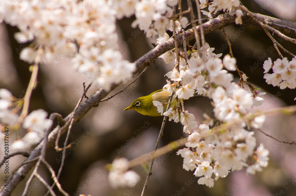 メジロと桜 メジロと桜