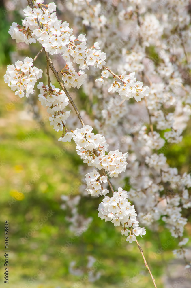 枝垂桜 枝垂桜