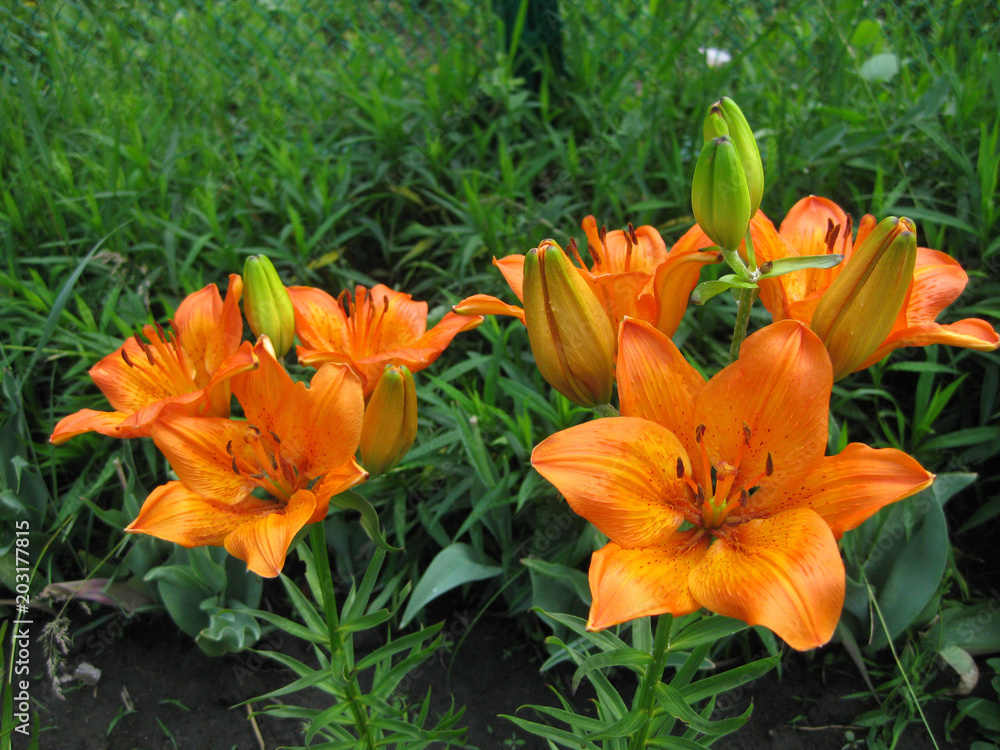 Flowers orange lilies look beautiful in the garden on a green background.Six full of flowers and four buds. Petals of lilies orange, and inside each Bud hidden dark fluffy stamens. Orange flower looks