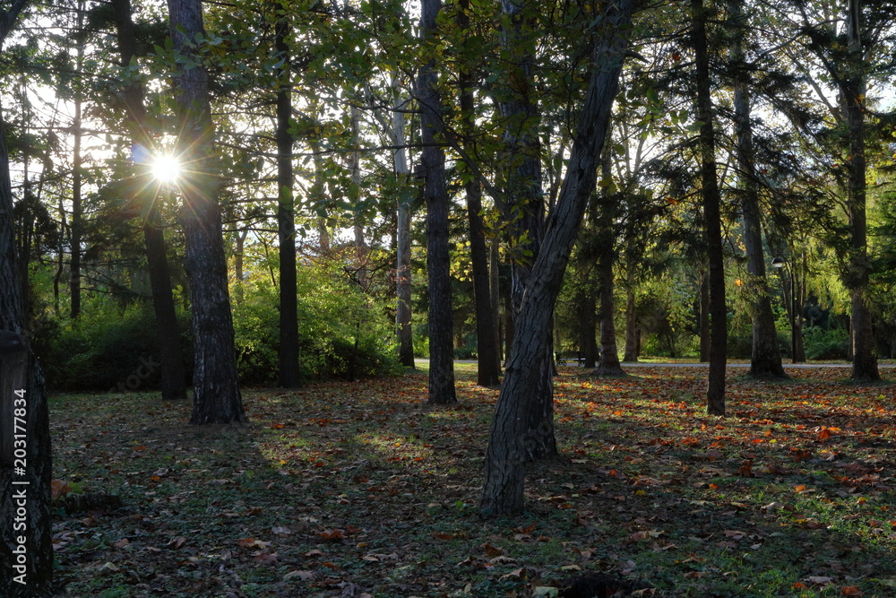 Fototapeta premium Autumn Park.