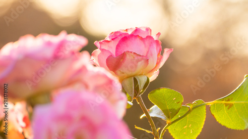 Pink roses over garden bokeh background