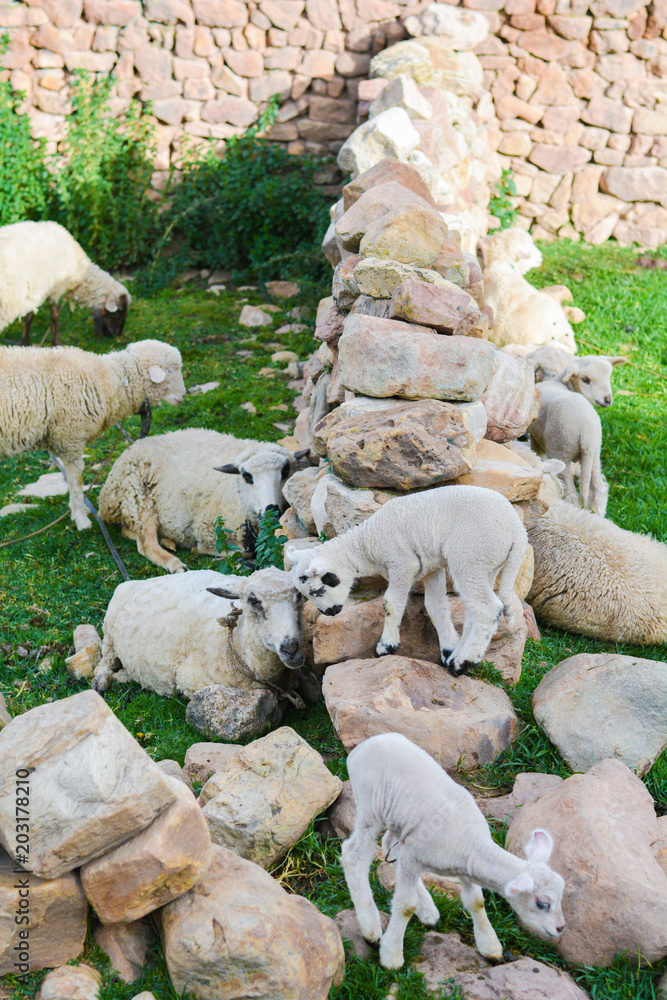 Flock of sheep and newborn lamb in the countryside. Flock of sheep and newborn lamb in the countryside.