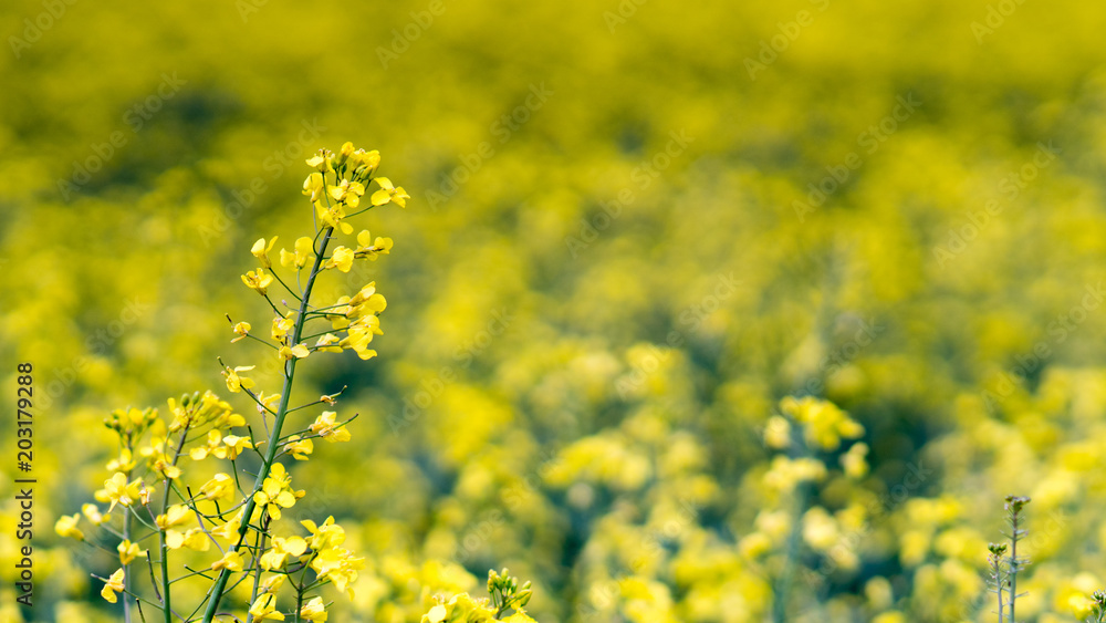 yellow Rapeseed field background. Field of bright yellow rapeseed in spring yellow Rapeseed field background. Field of bright yellow rapeseed in spring