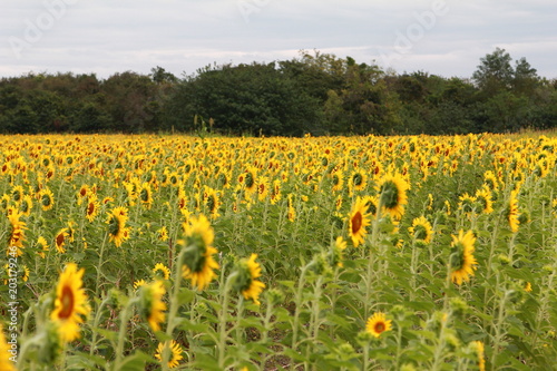Yellow flowers field sunflower © sayyanj
