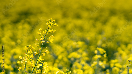 yellow Rapeseed field background. Field of bright yellow rapeseed in spring