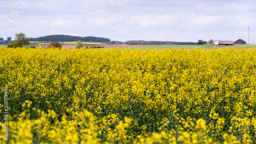 Yellow oilseed rape field under the blue sky with sun. © andkov81