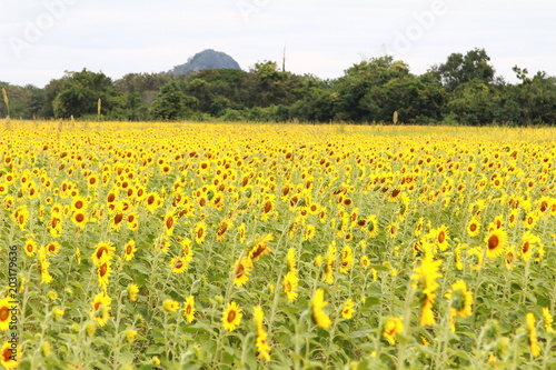 Yellow flowers field sunflower