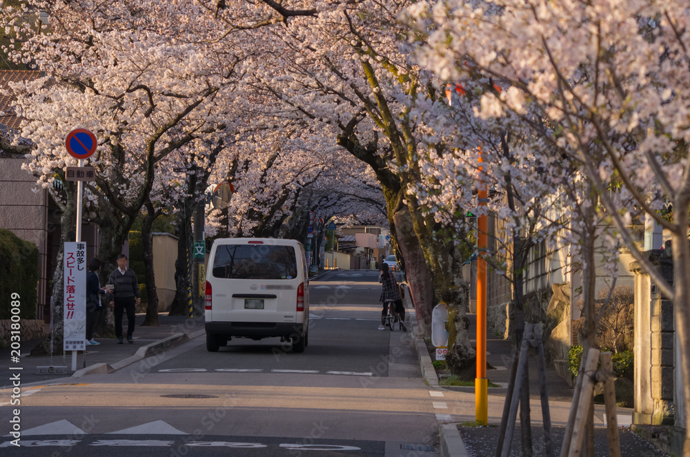 桜並木のある街並み 桜並木のある街並み