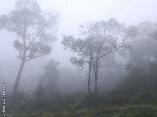 Forests with dense fog.
