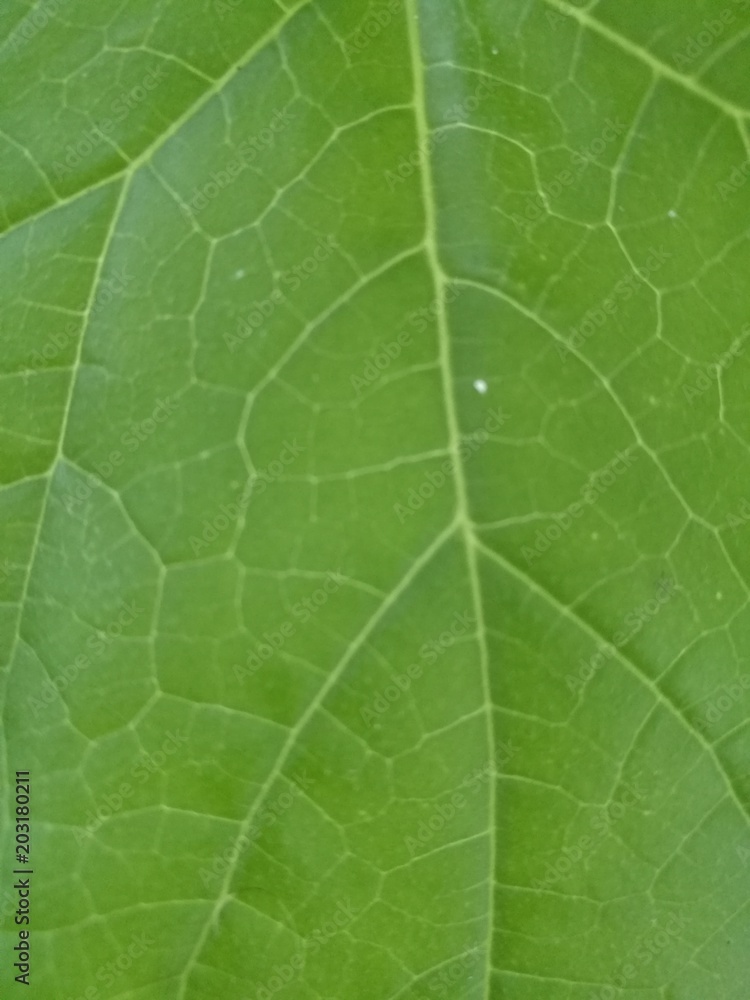 Leaf pattern Leaf pattern
