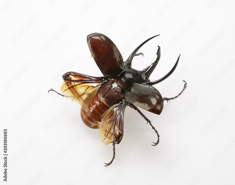 飛ぶカブトムシ Stock 写真 Adobe Stock