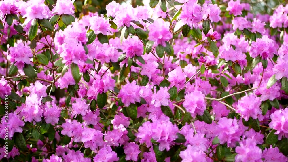 Beautiful Vancouver is a new start with spring flowers. Burnaby, New Westminster, Langley BC Canada Beautiful Vancouver is a new start with spring flowers. Burnaby, New Westminster, Langley BC Canada