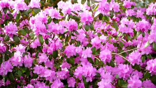 Wallpaper Mural Beautiful Vancouver is a new start with spring flowers. Burnaby, New Westminster, Langley BC Canada Torontodigital.ca