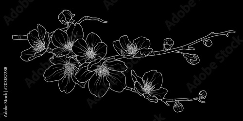 Cute hand drawn isolated sakura branch set 2.