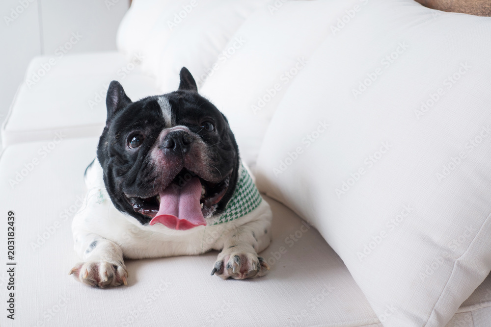 French bulldog with smiley faces lying on the sofa at home. Happy dog portrait with copy space. French bulldog with smiley faces lying on the sofa at home. Happy dog portrait with copy space.