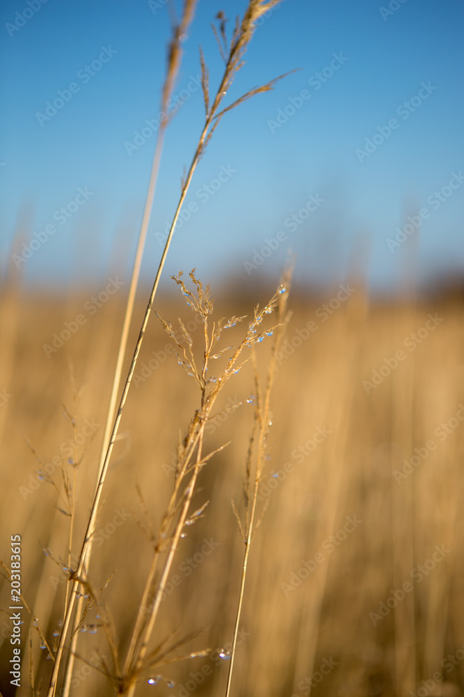 Fototapeta premium Close-uo of dryed weed with waterdrops in the winter