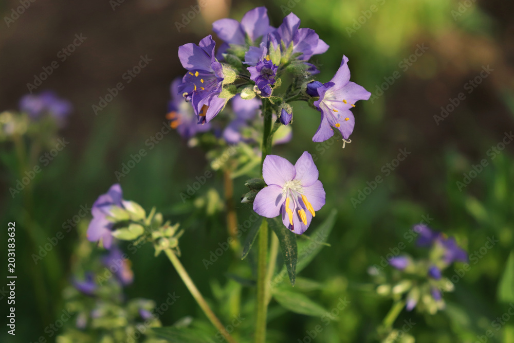 Blue flower Jacob's ladder (Polemonium ) ,cultivated flower. The Jacob's ladder flower growing in a summer organic garden. Medicinal plant.