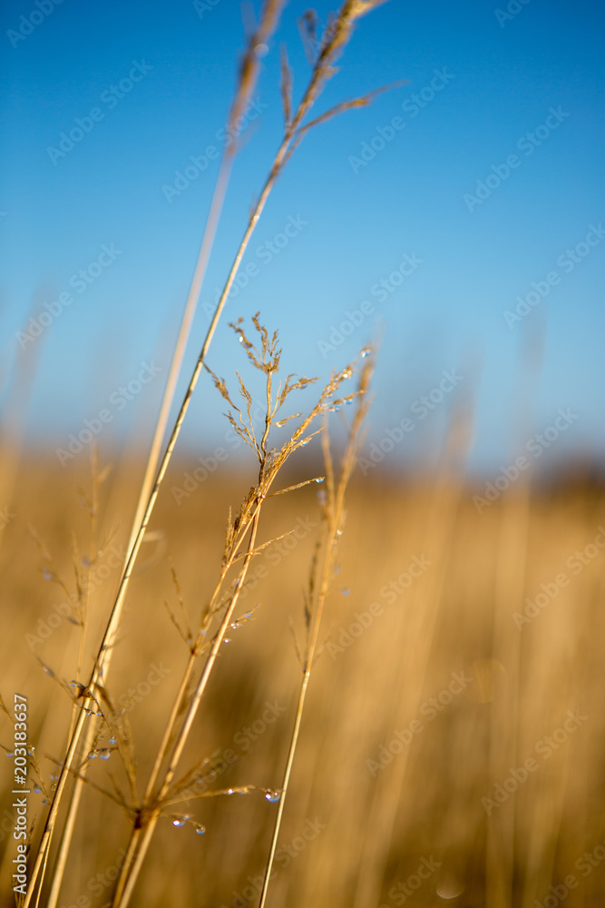 Fototapeta premium Close-uo of dryed weed with waterdrops in the winter