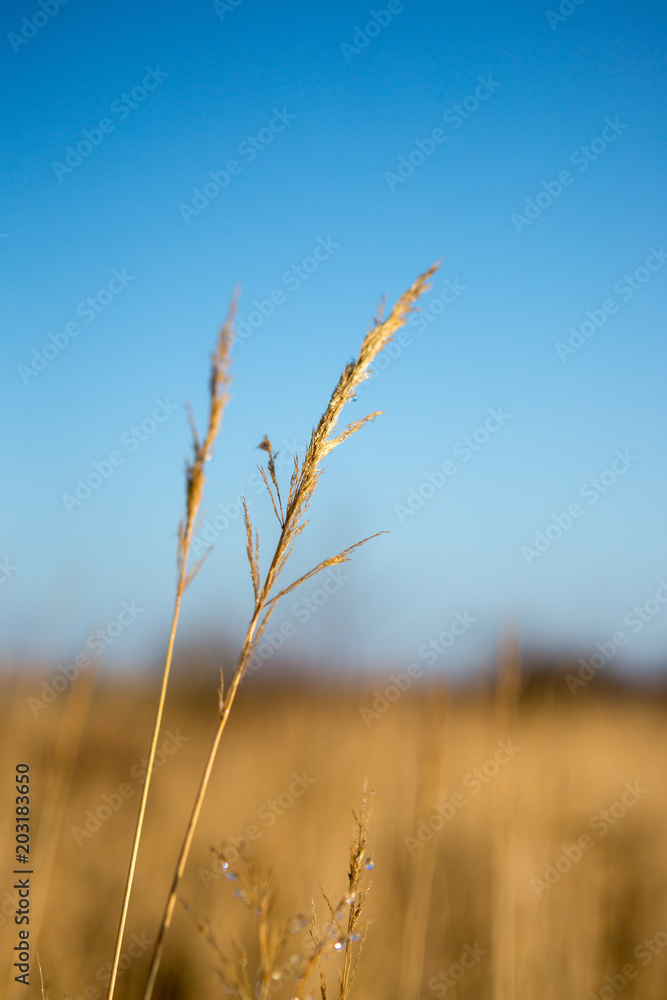 Fototapeta premium Close-uo of dryed weed with waterdrops in the winter