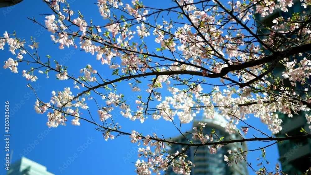 Beautiful Vancouver is a new start with spring flowers. Burnaby, New Westminster, Langley BC Canada Beautiful Vancouver is a new start with spring flowers. Burnaby, New Westminster, Langley BC Canada
