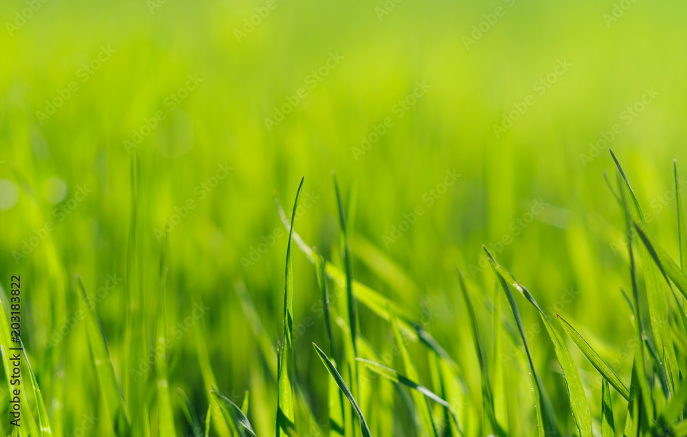 Bright nature background of green grass close-up Bright nature background of green grass close-up