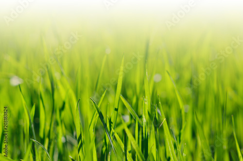 Bright nature background of young green grass close-up