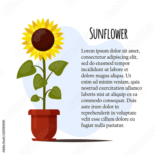 Sunflower cartoon grown in a flowerpot isolated on a white background. Summer agriculture flat style vector illustration