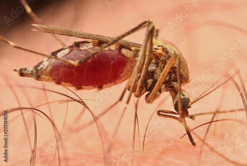 Mosquito (Aedes punctor) female drawing blood from a human arm